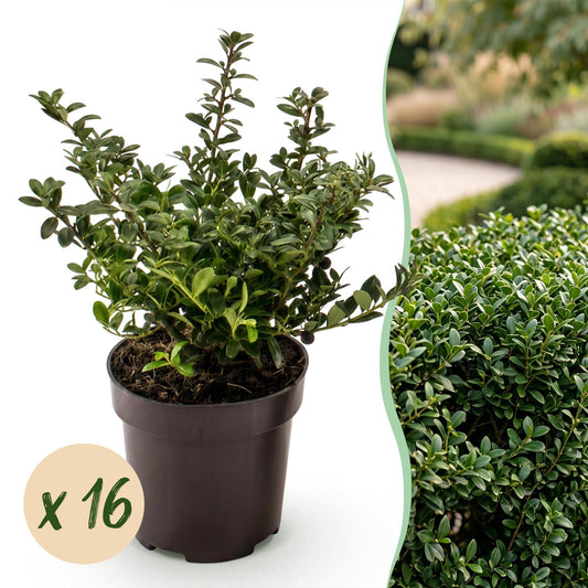 16x Ilex crenata Stokes - Japanse Hulst - Haagplanten - Groenblijvend - Groen - Pot 9cm - Hoogte 20-30cm