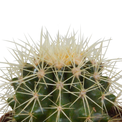 Bolcactus mix 8,5 cm | 3 stuks - in witte pot