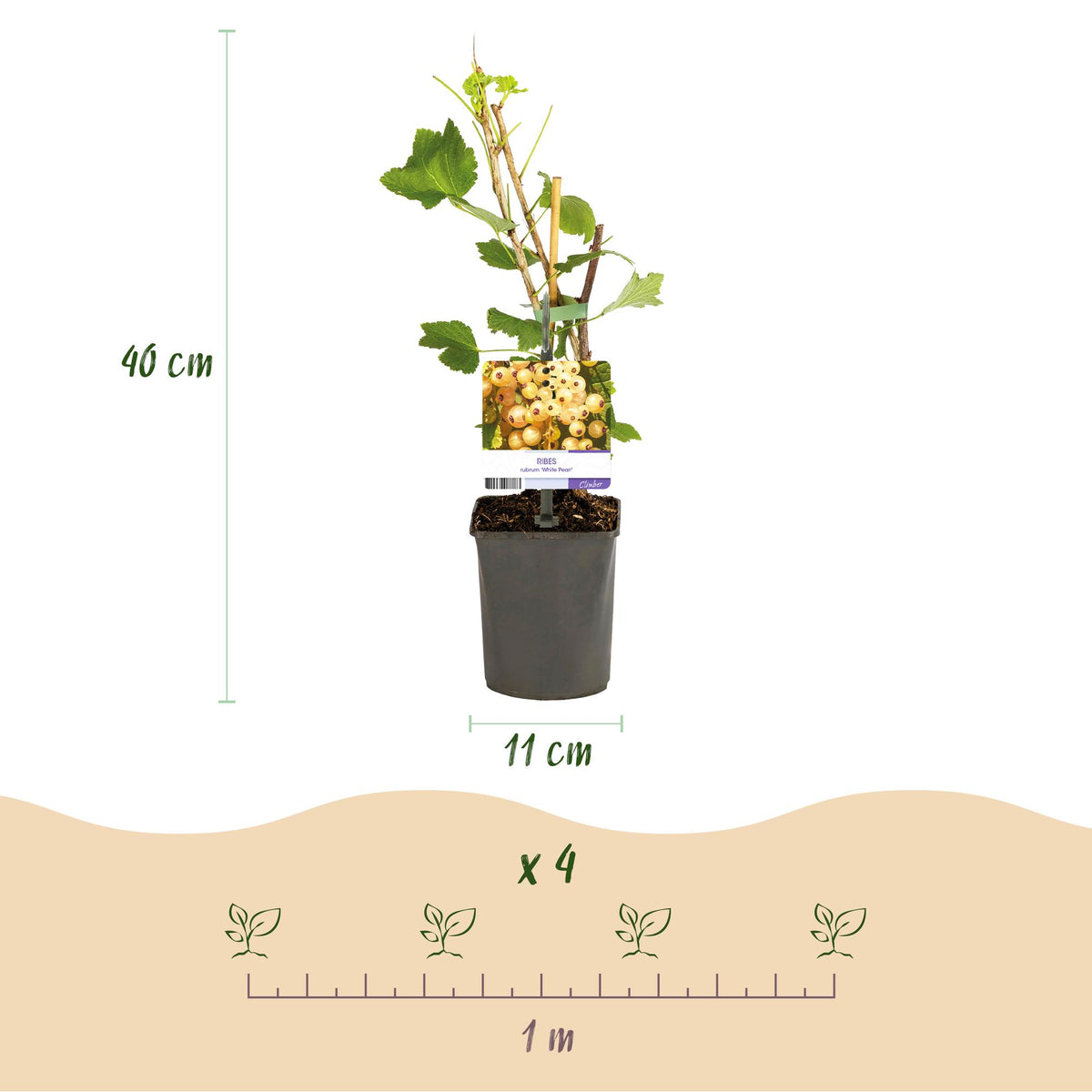 Fruitplant - Aalbes - Ribes rubrum White Pearl - Witte Bes - 2 planten -  Pot 11cm Hoogte 40cm