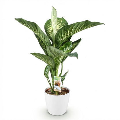 Kamerplanten - Diefenbachia Tropic Snow - Dieffenbachia - Weinig onderhoud - Groen - 1 Plant - met Potter Wit - Pot 21cm - Hoogte 90-100cm