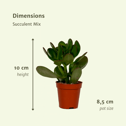 Succulenten Mix - 9 stuks - Ø8,5cm - ↕10 cm