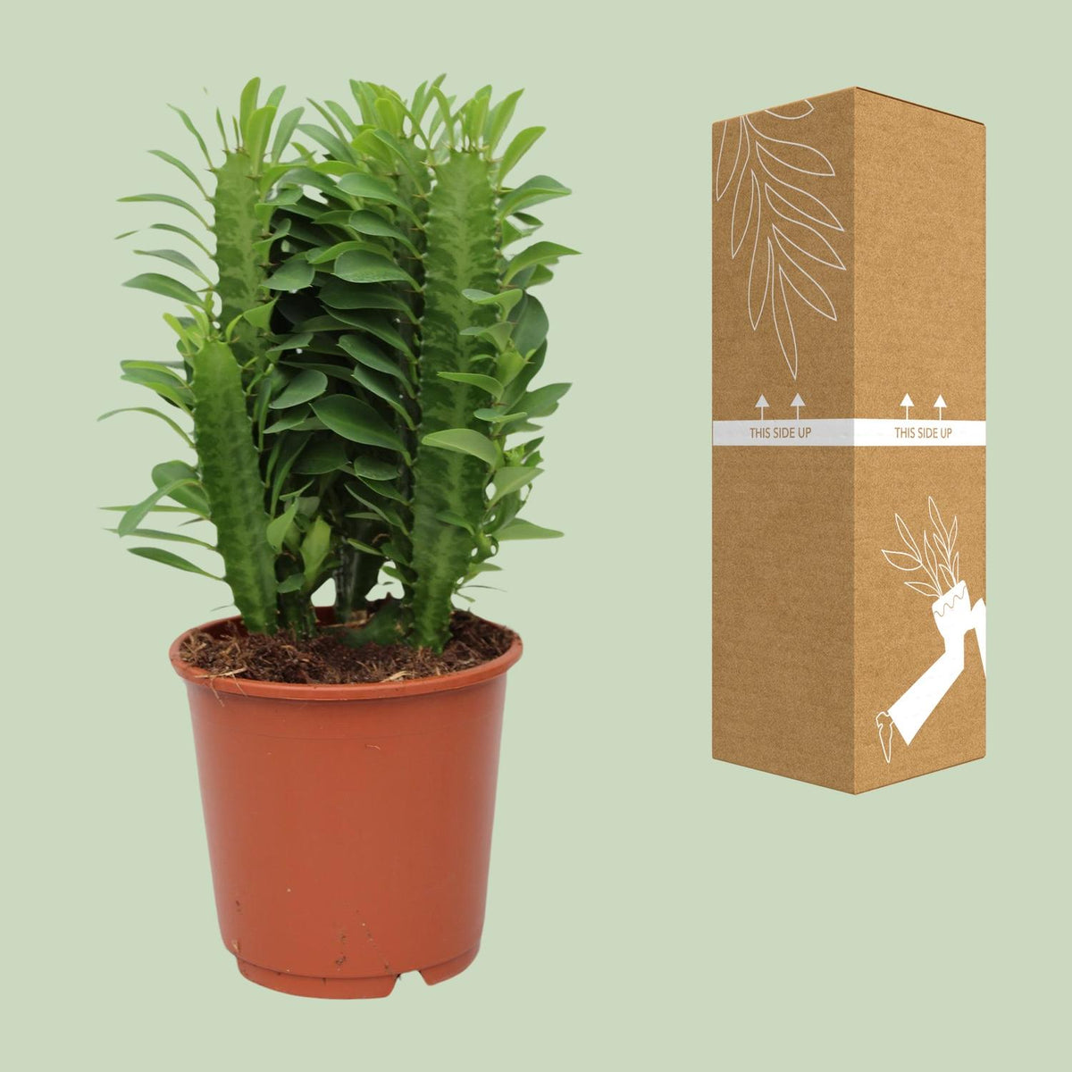 Euphorbia Trigona - Ø12cm - ↕40cm
