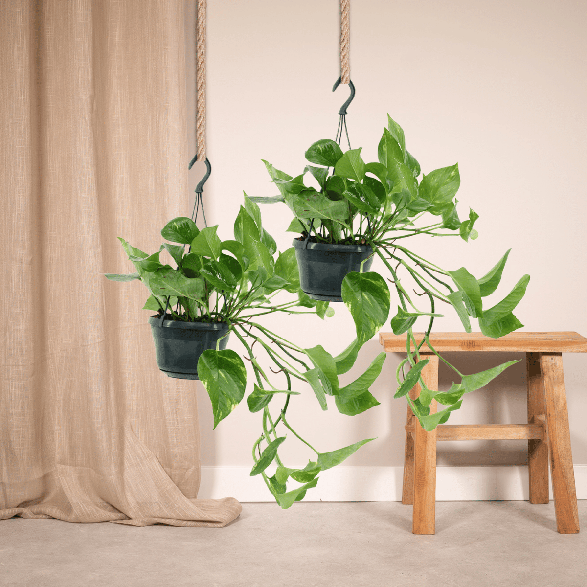 2x Epipremnum Aureum - Scindapsus - 25cm - ø15