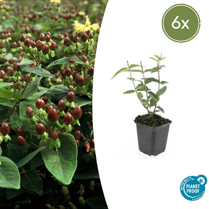 6x Hypericum inodorum - ↕10-25cm - Ø9cm