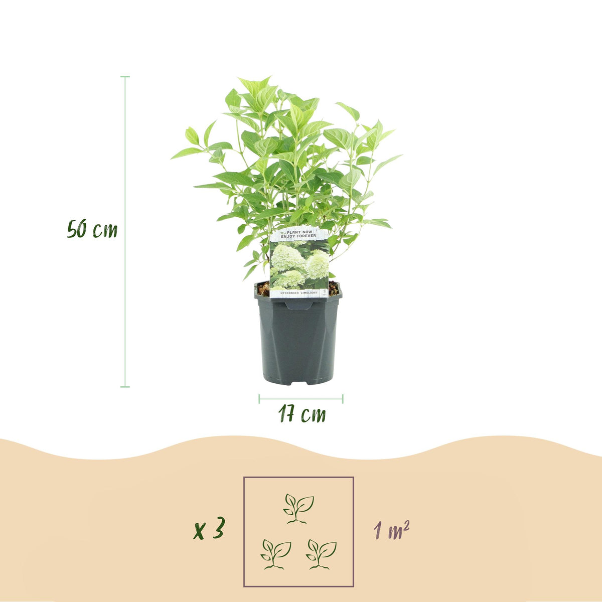 Pluim Hortensia - Hydrangea panniculata Limelight - Bloem Creme Wit  - 1 Plant - Bladverliezend - Grote Bloemen - Pot 17cm Hoogte 50cm