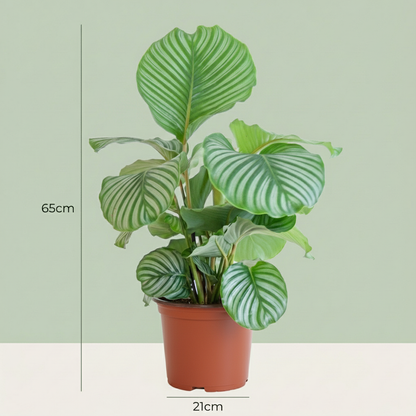 Kamerplant - Pauwenplant - Calathea Orbifolia - Groen - Weinig onderhoud - 1 Plant - Pot 21cm - Hoogte 60 - 70cm