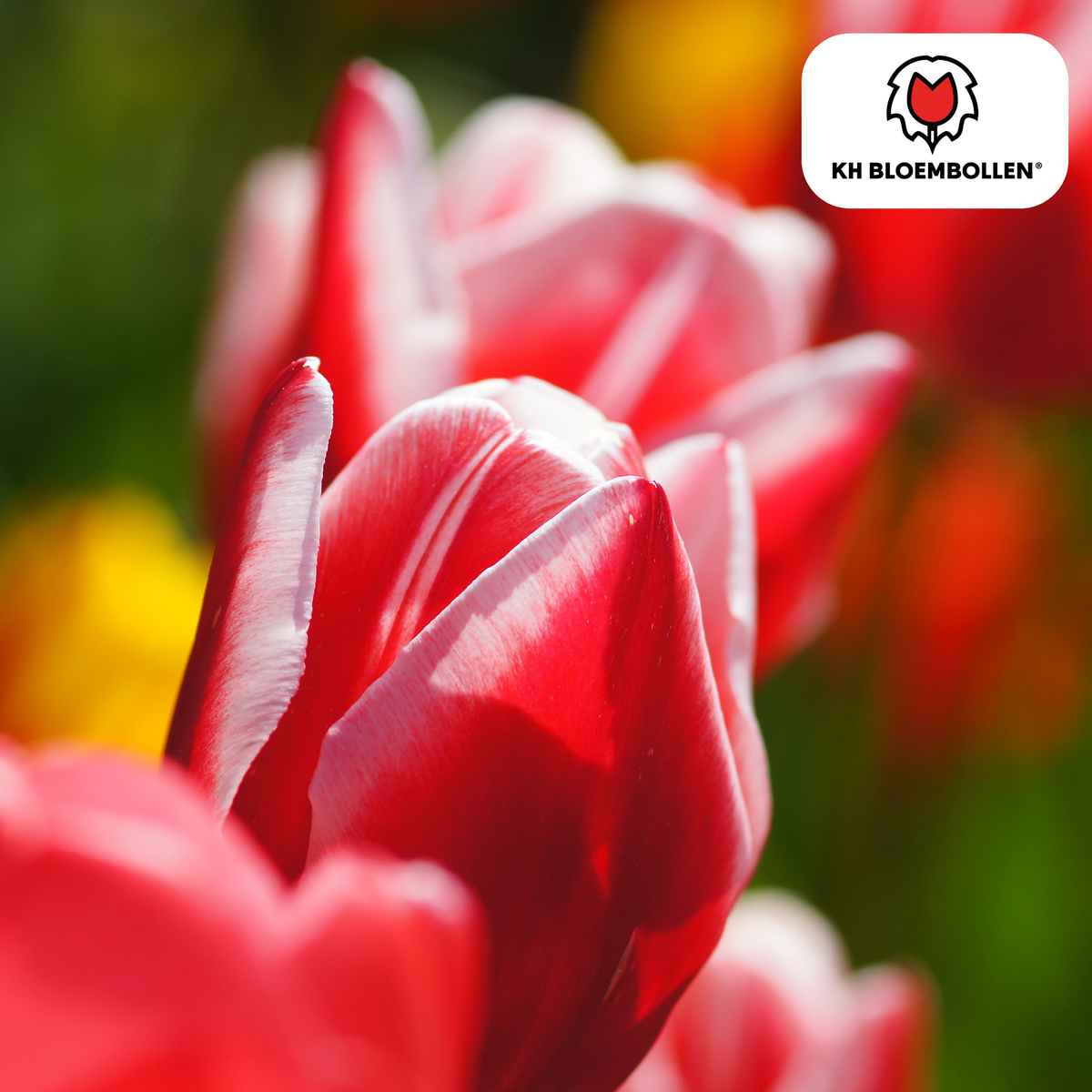 Tulpenbollen Candy Apple Delight – 20 Stuks | KH Bloembollen® | Rood-Witte Tulp – Frisse & Vrolijke Mix – Cadeau voor Tuin of Pot – Maat 11/12 – Vers van de Teler!