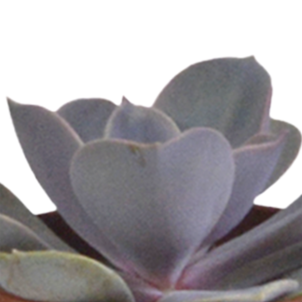 Vetplanten mix 5.5 cm - 5x - in witte pot