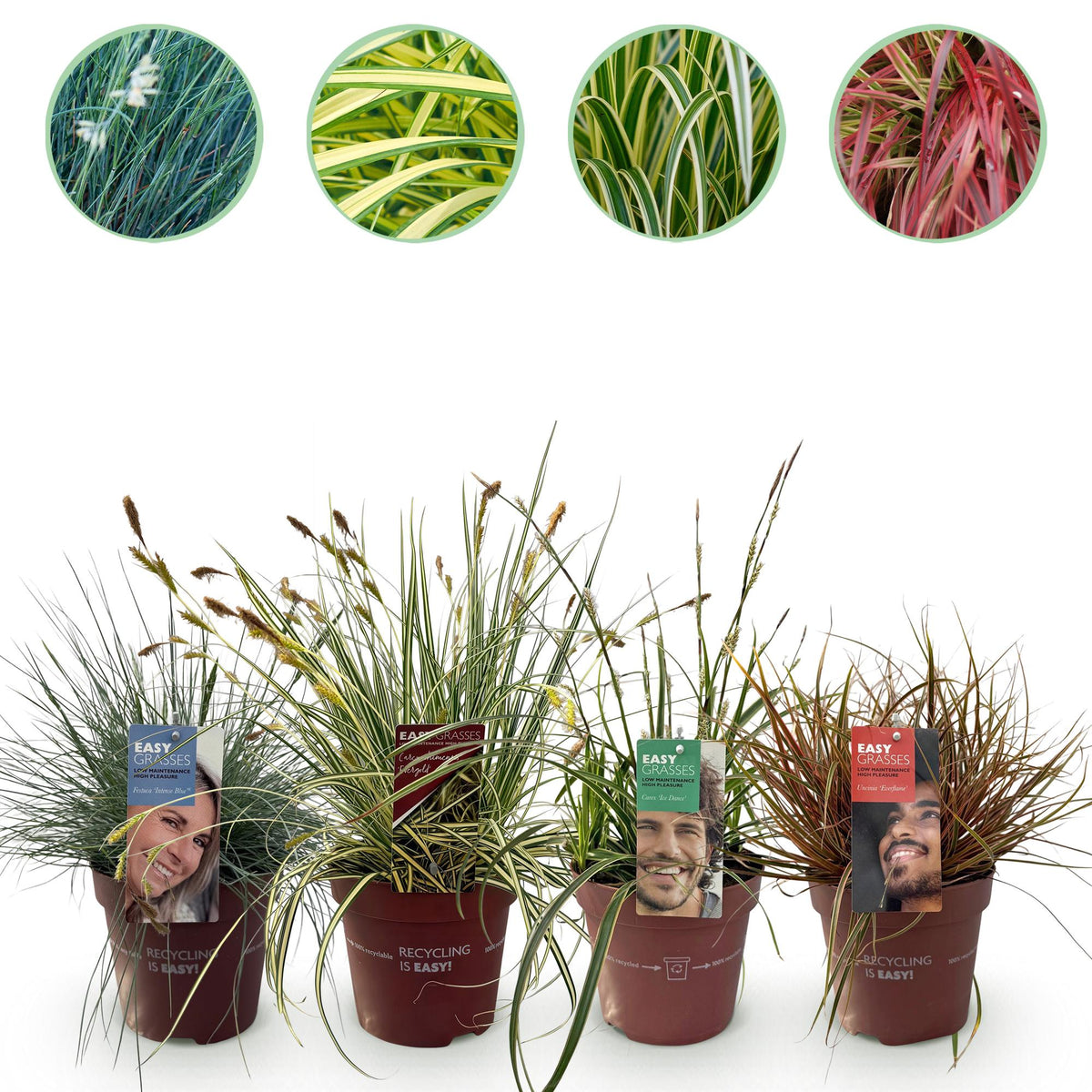 Siergrassen - 4 Planten - Blauw - Geel - Groen - Rood - Bladhoudend - Weinig Onderhoud - Pot 17cm Hoogte 50cm