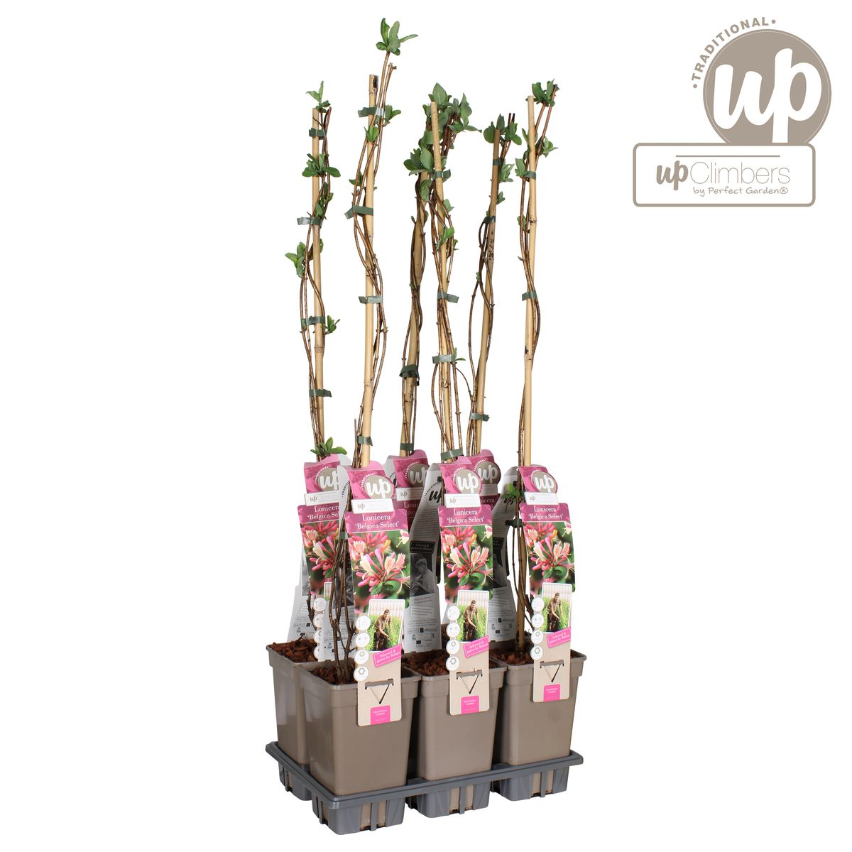 Lonicera periclymenum 'Belgica' - Ø15cm - ↕65cm