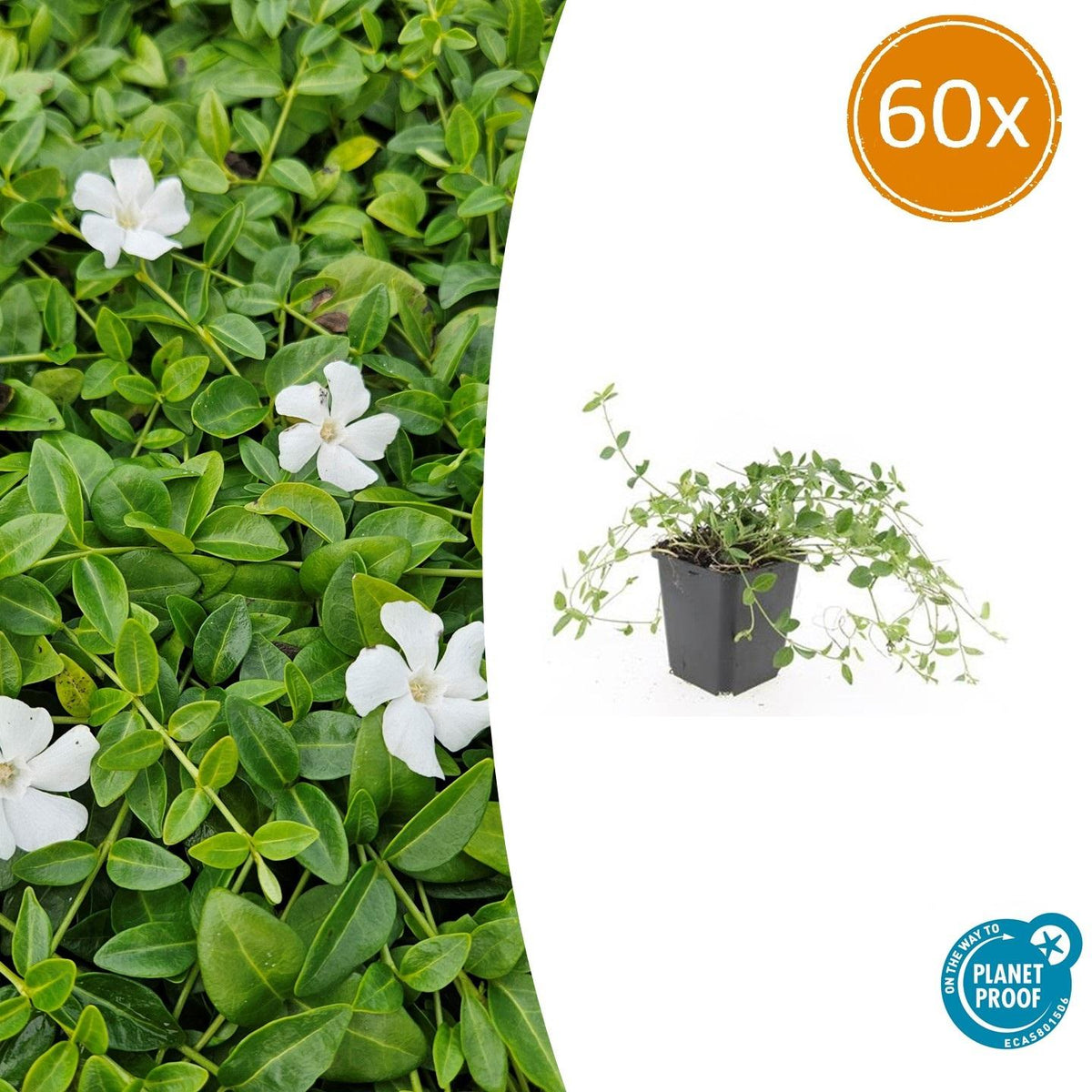 60x Vinca minor 'Gertrude Jekyll' - ↕10-25cm - Ø9cm