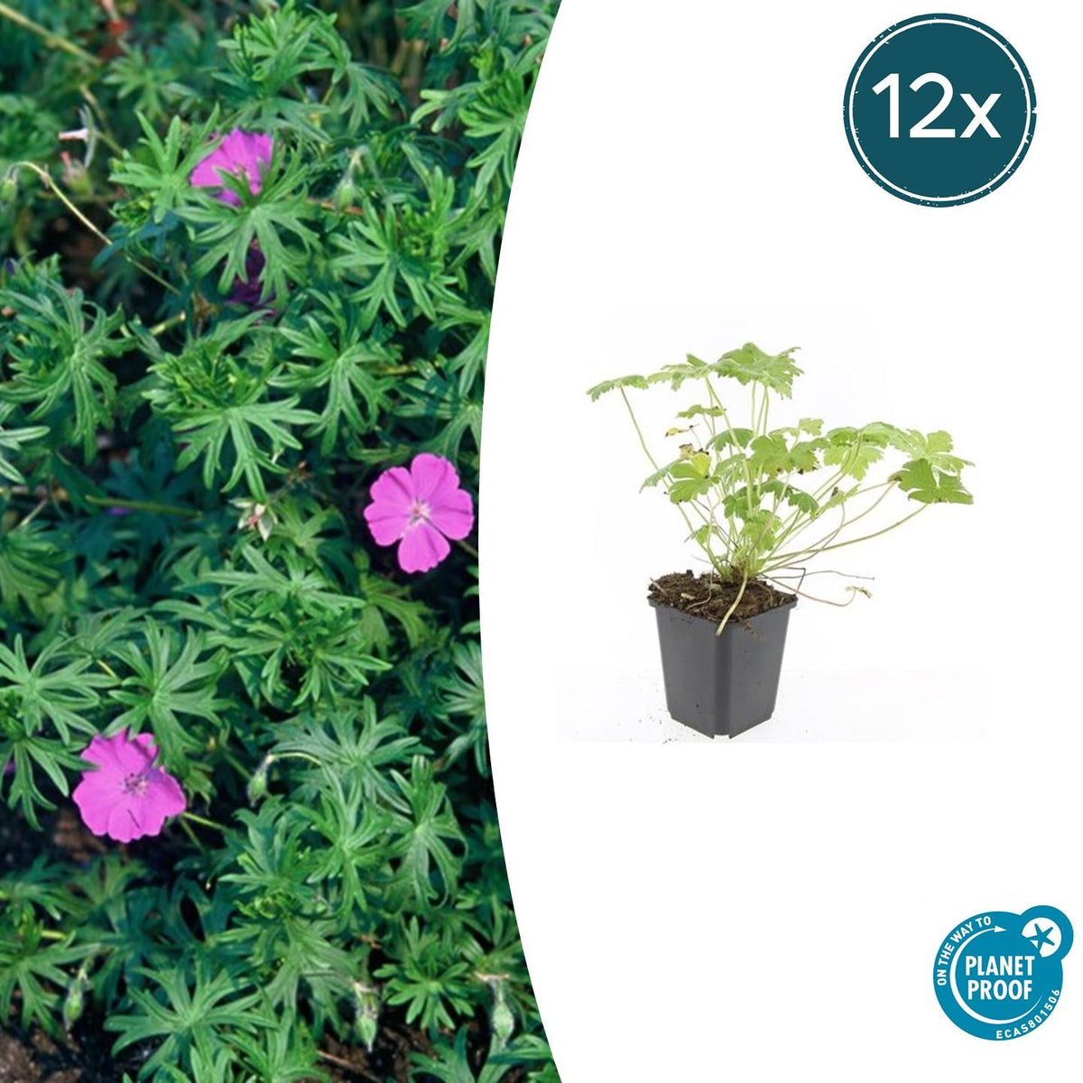 12x Geranium 'Tiny Monster' - ↕10-25cm - Ø9cm