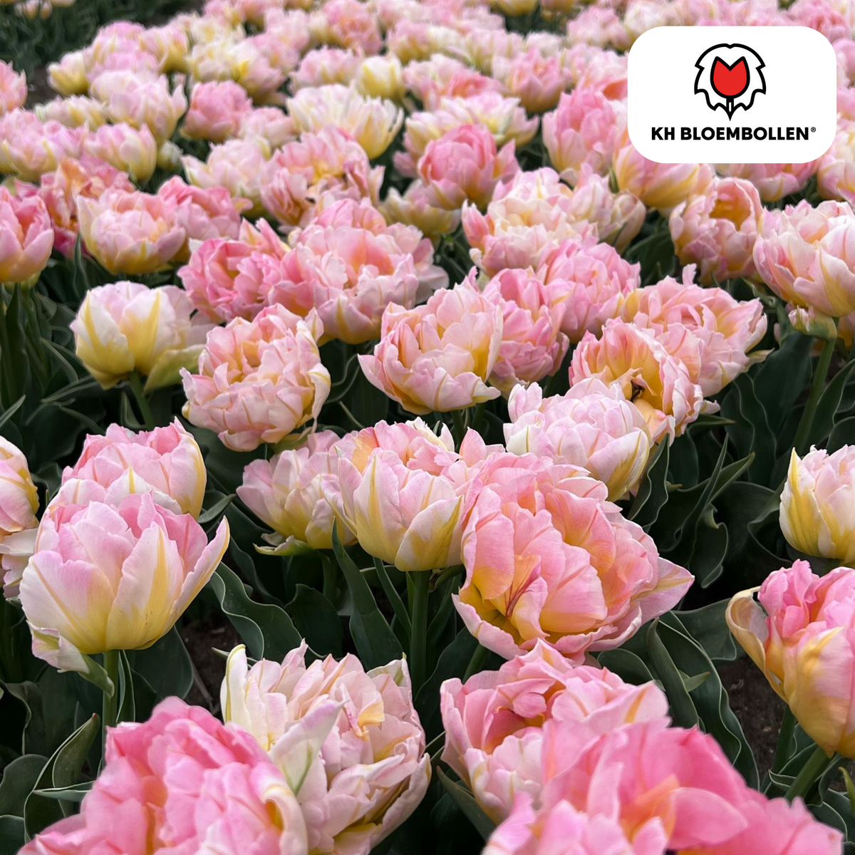 Tulpenbollen Password – 20 Stuks | KH Bloembollen® | Roze Dubbelbloemige Tulp – Vol, Zacht & Romantisch – Voor Tuin of Pot – Maat 11/12 – Vers van de Teler
