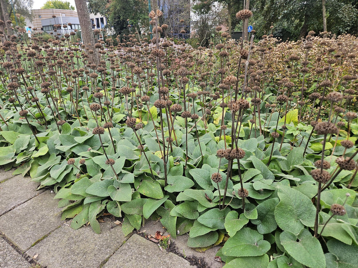 60x Phlomis russeliana - ↕10-25cm - Ø9cm