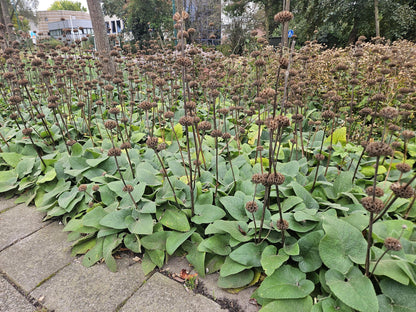 60x Phlomis russeliana - ↕10-25cm - Ø9cm
