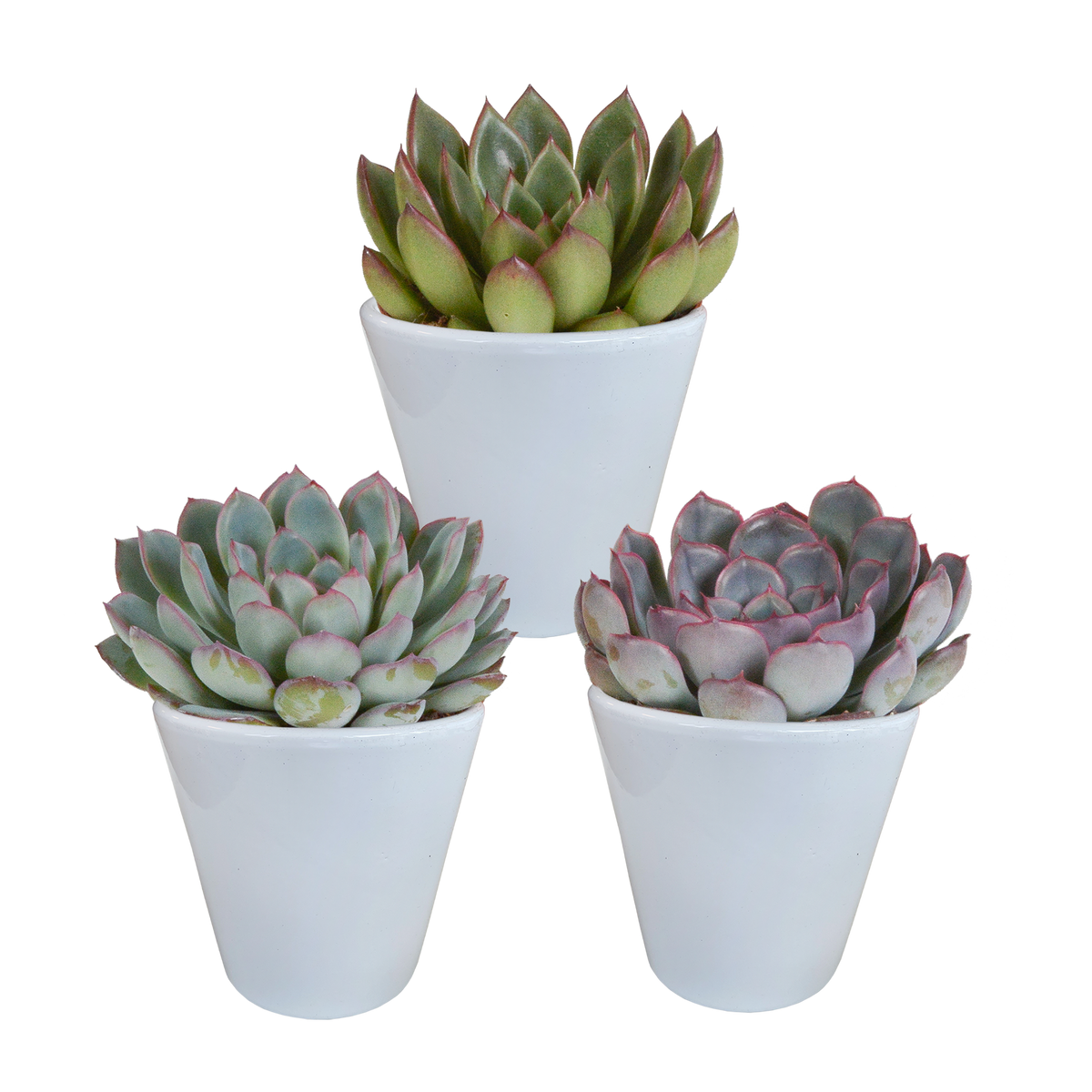 Echeveria mix 8.5 cm - 3x - in witte pot