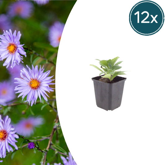12x Aster frikartii 'Monch' - ↕10-25cm - Ø9cm