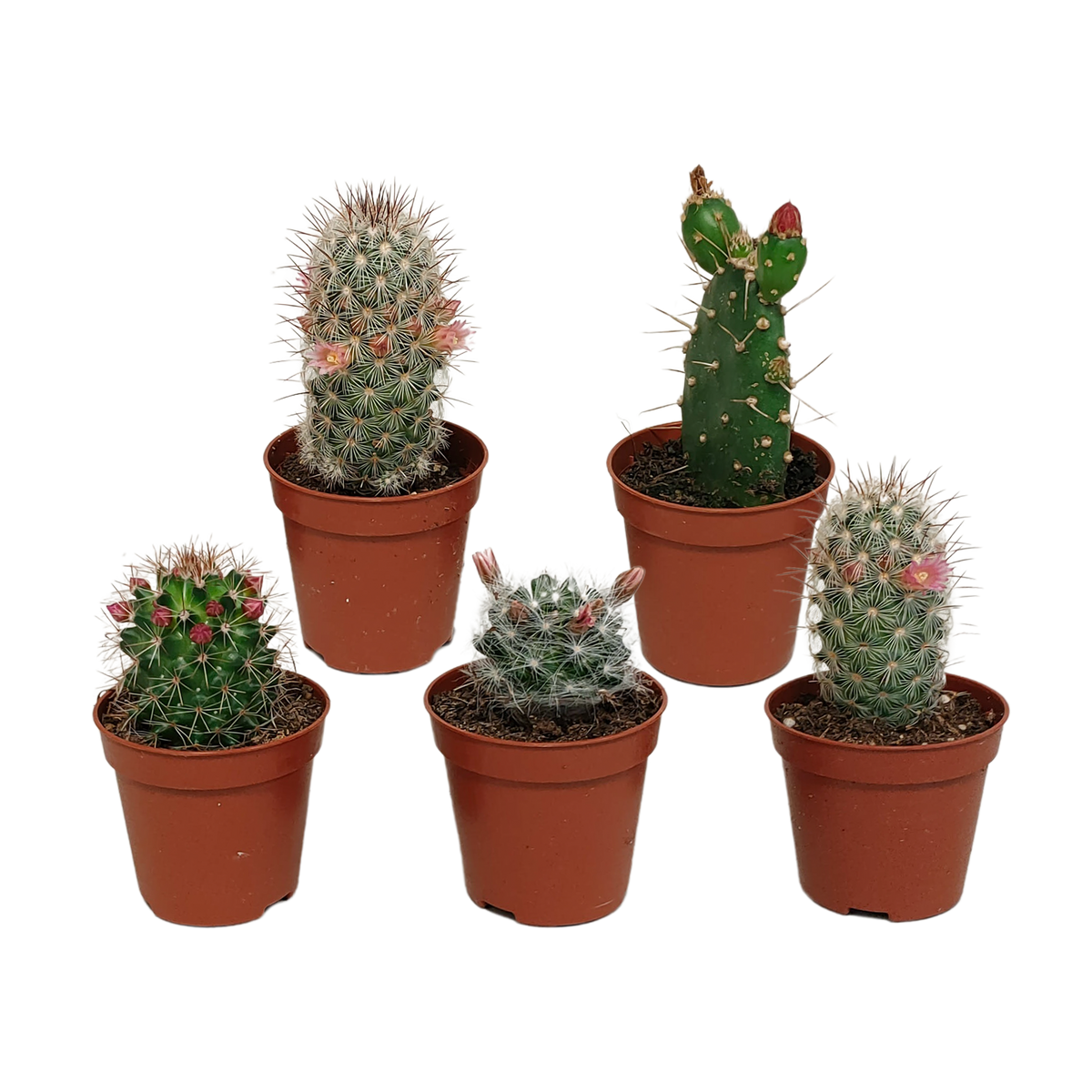 Cactus mix 5.5 cm - zonder pot bloeiend - 5x