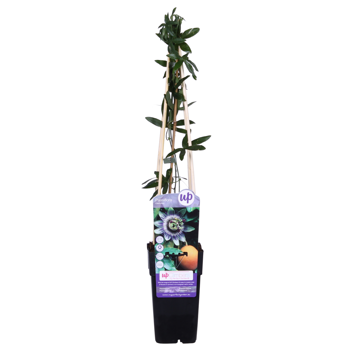 Passiflora Blauw caerulea - Ø15cm - ↕65cm