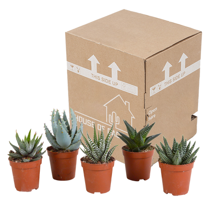 Gasteria/Haworthia mix 5,5cm - zonder pot - 5x