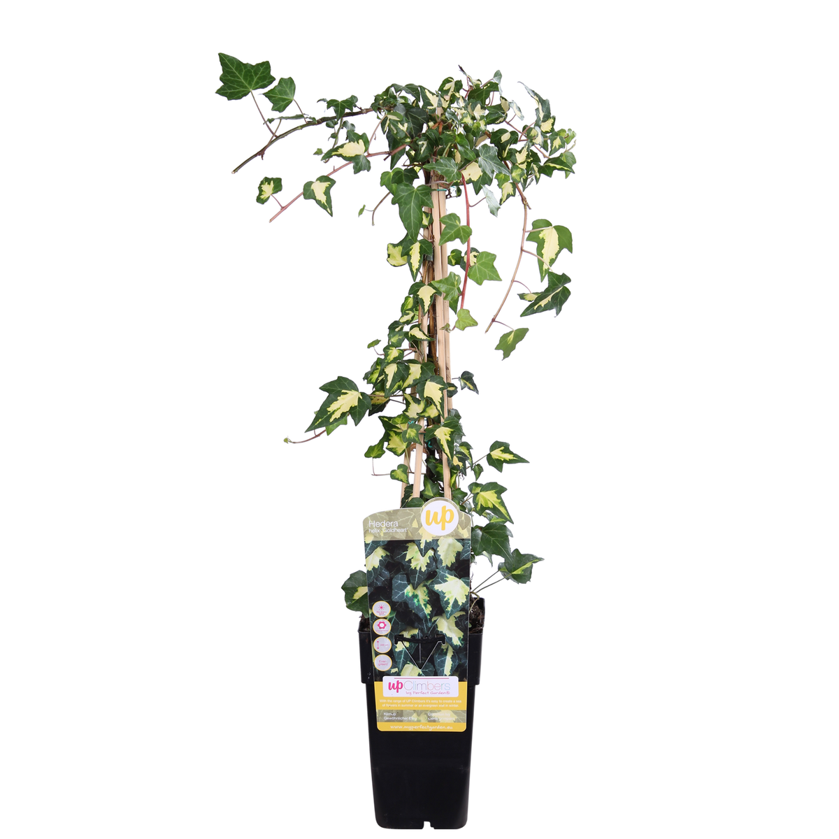Hedera colchica 'Dentata Variegata' - Ø15cm - ↕65cm