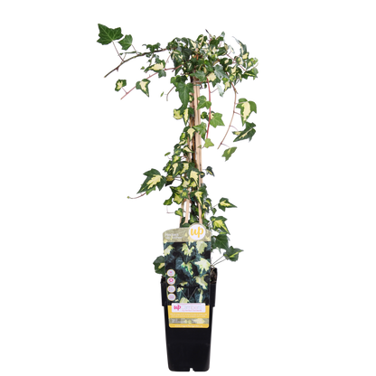 Hedera colchica 'Dentata Variegata' - Ø15cm - ↕65cm