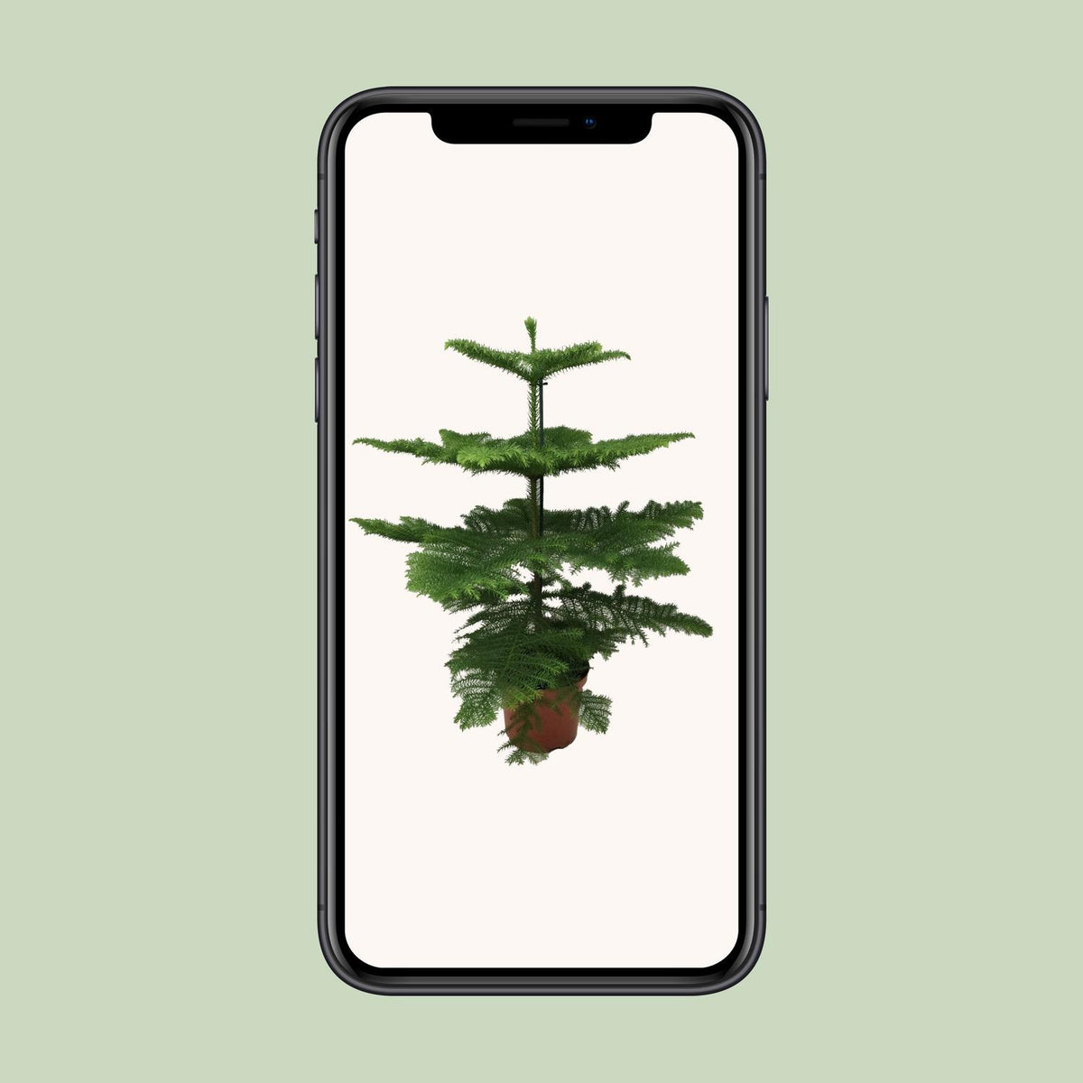 Araucaria Heterophylla - Ø21cm - ↕70cm