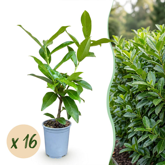 16x Prunus laur. Novita - Laurierkers - Haagplanten - Groenblijvend - Groen - Pot 9cm - Hoogte 25-35cm
