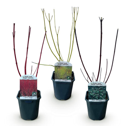 Heesters - Cornus alba Tricolour - Mix van Rode, Groene En Paarse Takken - 3 Planten - Bladverliezend - Weinig Onderhoud - Pot 17cm Hoogte 45cm
