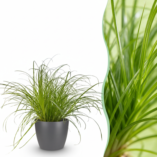 Kamerplant - Cyperus alternifolius Zumula - Kattengras - Huisdiervriendelijke Plant - Groen - 1 Plant - met Potter Grijs - Pot 12cm - Hoogte 20cm