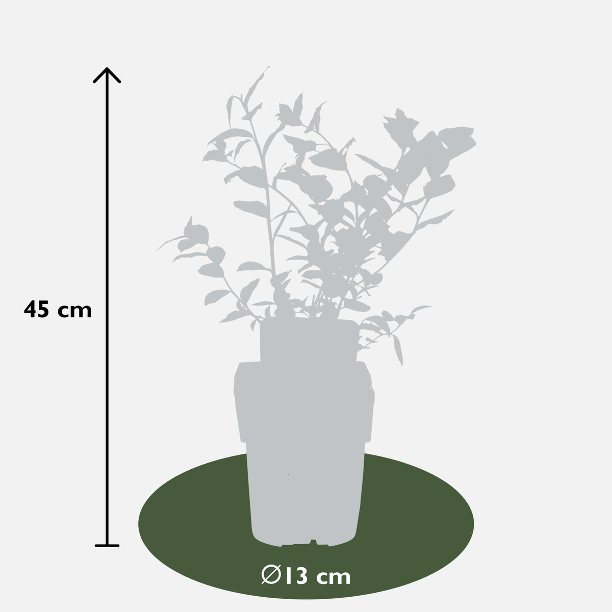 5x - Vaccinium corymbosum 'Reka' - ↨45cm - Ø13