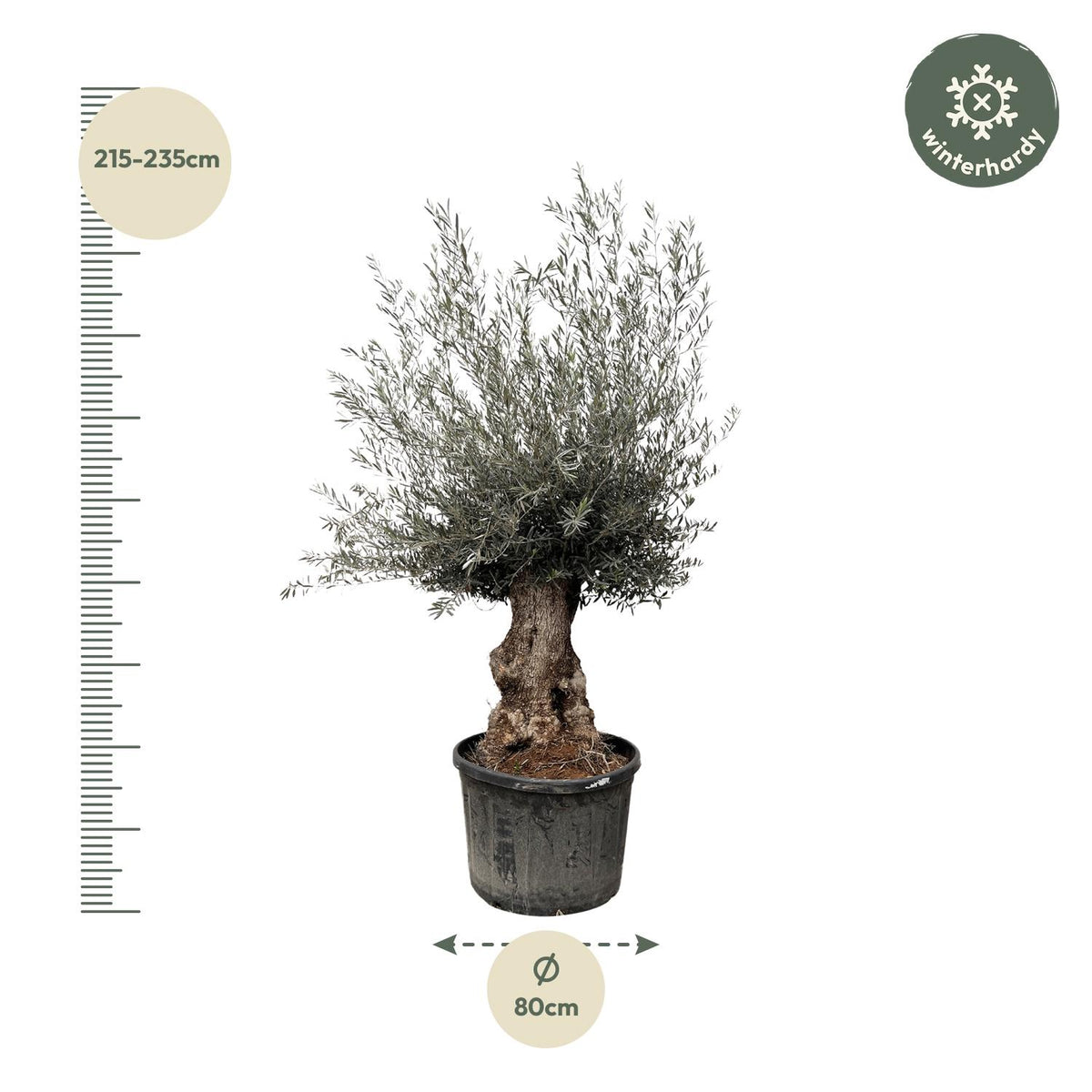 Olea Europaea Bonsai - 270cm- Ø80