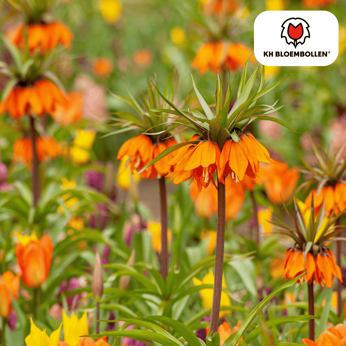 Fritillaria / Keizerskroon Garland Star 5 stuks