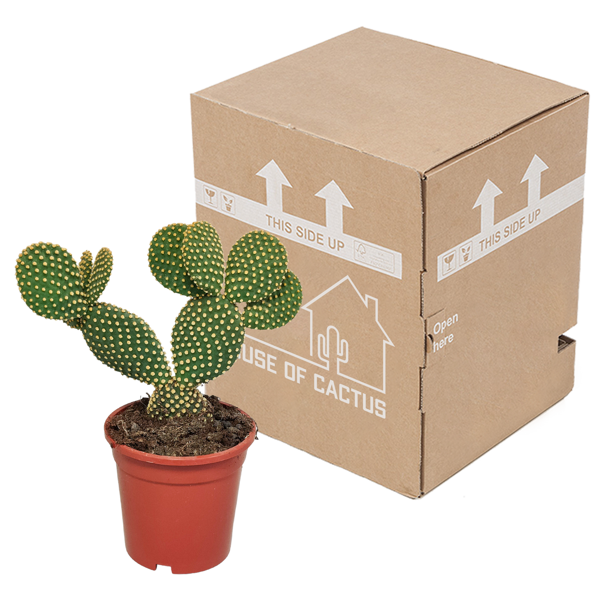 Opuntia microdasys - 17cm - zonder pot