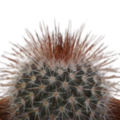 Cactus mix 5.5 cm - 5x - in terracotta pot