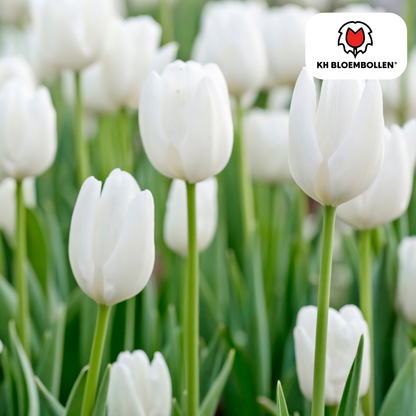 Tulpenbollen Catherina – 20 Stuks | KH Bloembollen® | Zuiver Witte Tulp – Tijdloos & Elegant – Voor Tuin of Pot – Maat 11/12 – Vers van de Teler
