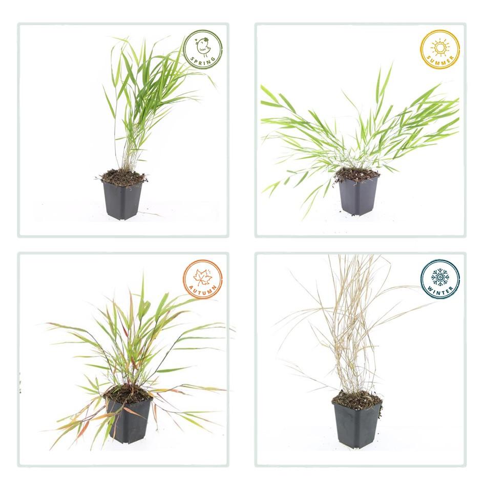 6x Hakonechloa macra - ↕10-25cm - Ø9cm