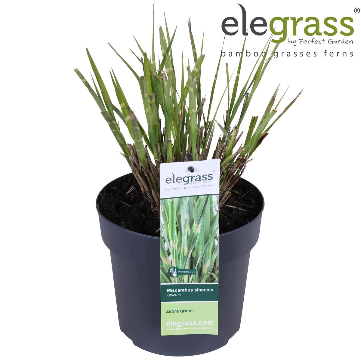 Miscanthus sinensis Strictus - Ø23cm - ↕60cm - Ø19 - ↨50cm