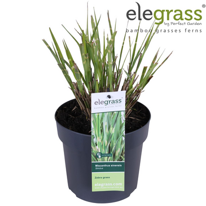 Miscanthus sinensis Strictus - Ø23cm - ↕60cm - Ø19 - ↨50cm