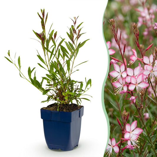 Vasteplant - Gaura lindh. Rosyjane - Prachtkaars - Bijen- en vlinderlokkers - Roze - 6 Planten - Pot 11cm - Hoogte 15-25cm