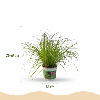Kamerplant - Cyperus alternifolius Zumula - Kattengras - Huisdiervriendelijke Plant - Groen - 2 Planten - met Potter Wit - Pot 12cm - Hoogte 20cm