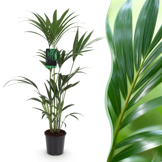 Kamerplant - Howea Forsteriana - Kentia Palm - Weinig Onderhoud - Groen - 1 plant - Pot 21cm - Hoogte 120-130cm