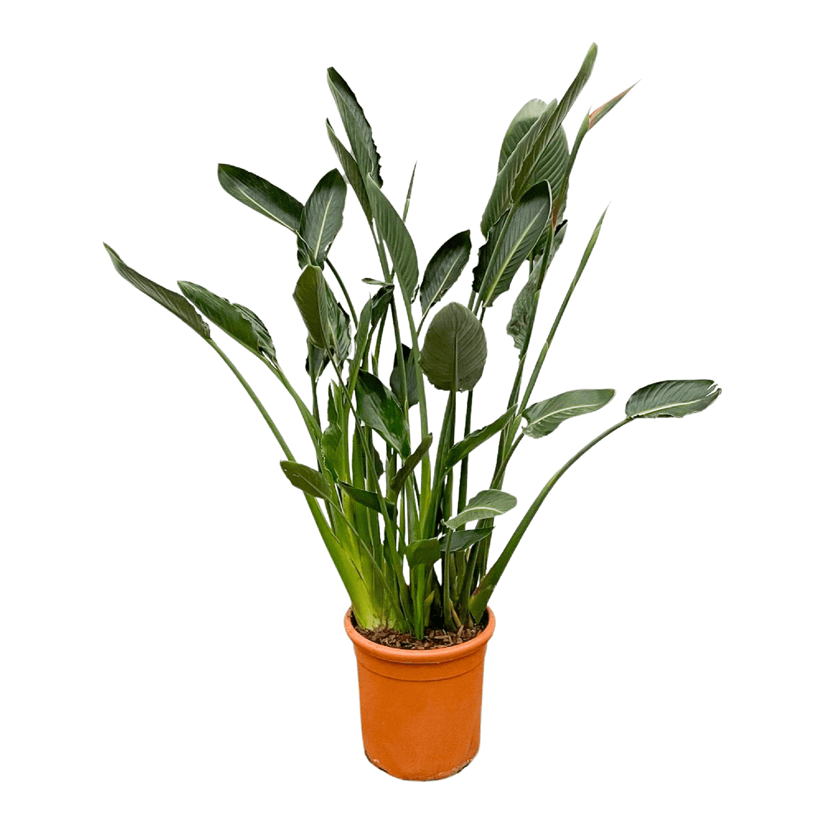 Strelitzia Reginae XL - 150cm - ⌀30