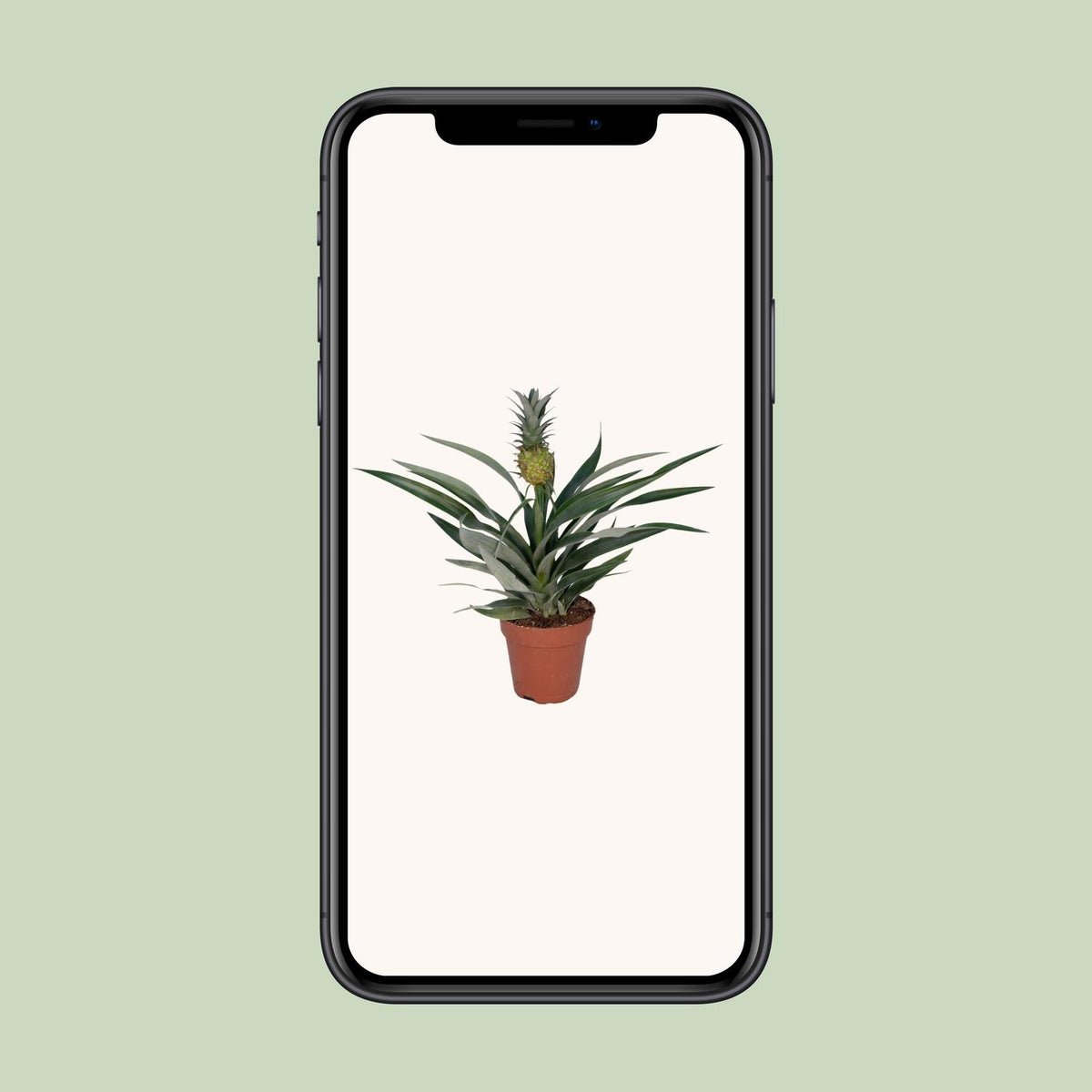Bromelia Ananas - Ø12cm - ↕30cm