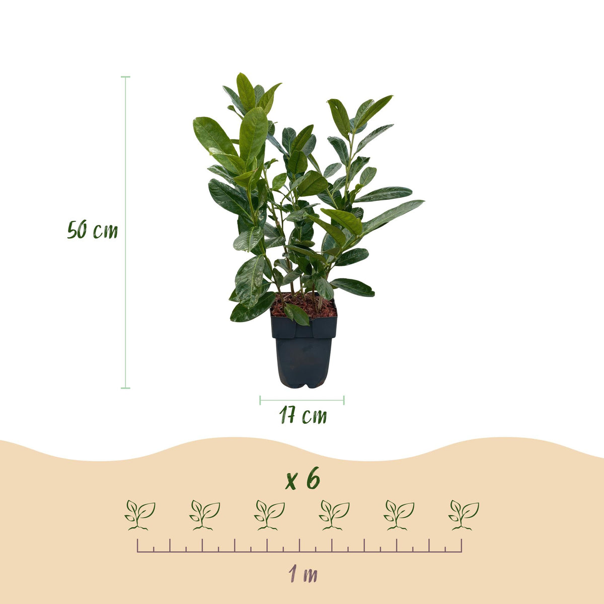 Haagplanten - Prunus laurocerasus Rotundifolia - blad groen - 6 planten - 1 strekkende meter - groenblijvend - pot 17cm hoogte 50cm