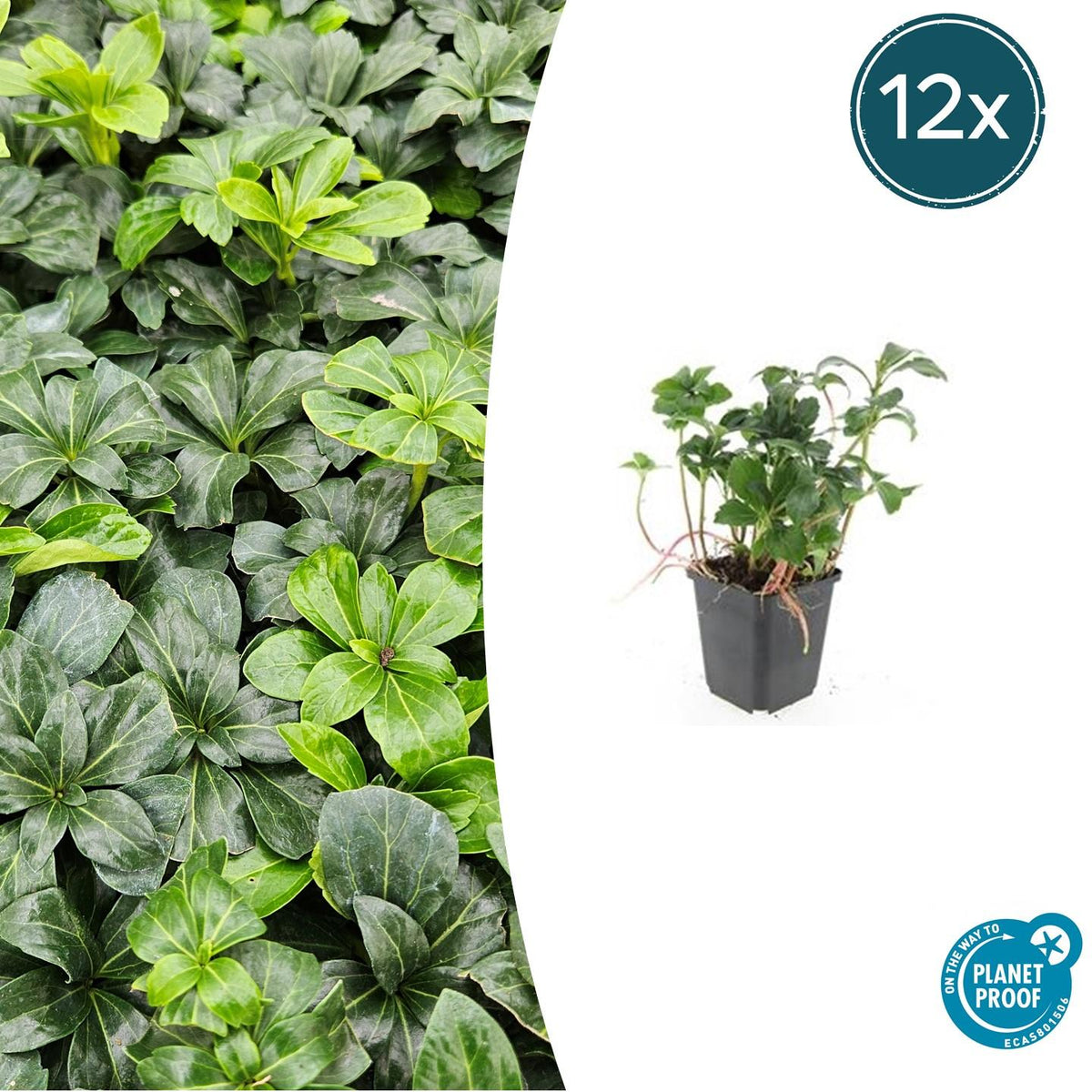 12x Pachysandra term. 'Green Sheen' - ↕10-25cm - Ø9cm