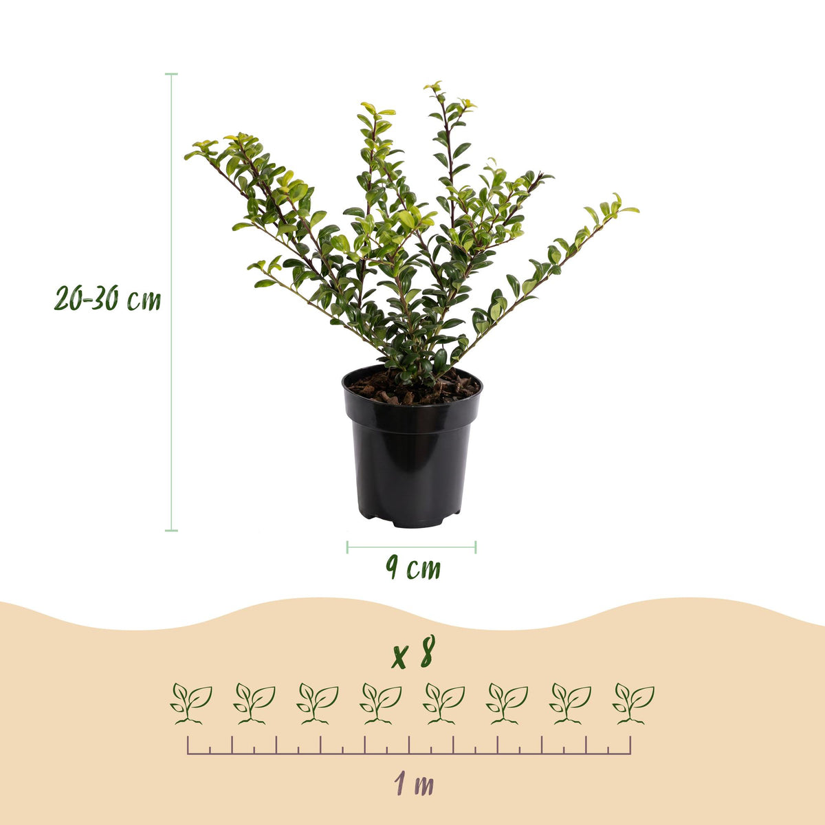 24x Ilex crenata Golden Gem - Japanse Hulst - Haagplanten - Groenblijvend - Geel - Pot 9cm - Hoogte 20-30cm