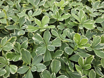 6x Pachysandra term. 'Variegata' - ↕10-25cm - Ø9cm