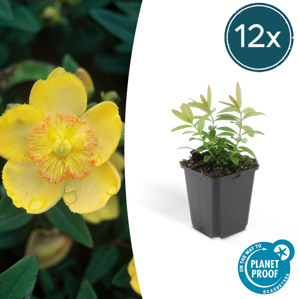 12x Hypericum calycinum - ↕10-25cm - Ø9cm