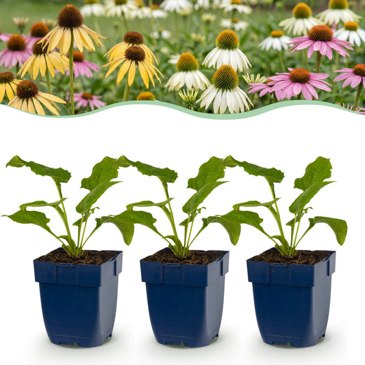 Vasteplant - Echinacea Tricolour - Zonnehoed - Bijen en Vlinderlokkers - Geel - Roze - Wit - 6 Planten - Pot 11cm - Hoogte 15-25cm